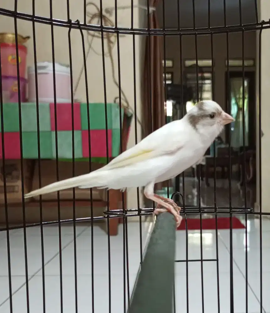 Di juaL kenari paud