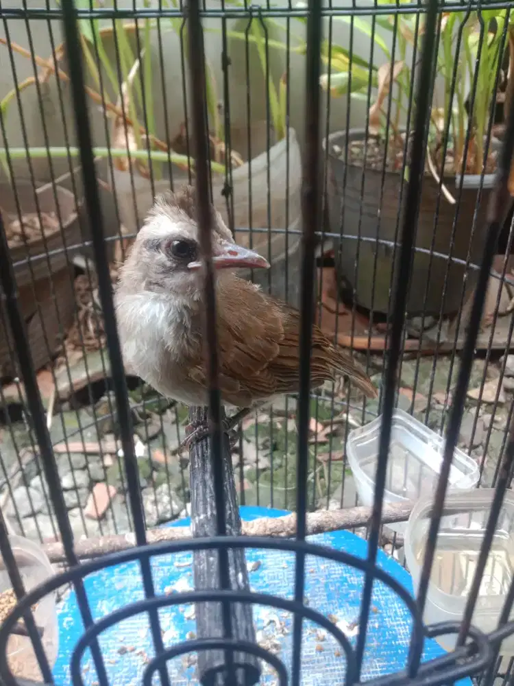 Trucukan lokal jatim