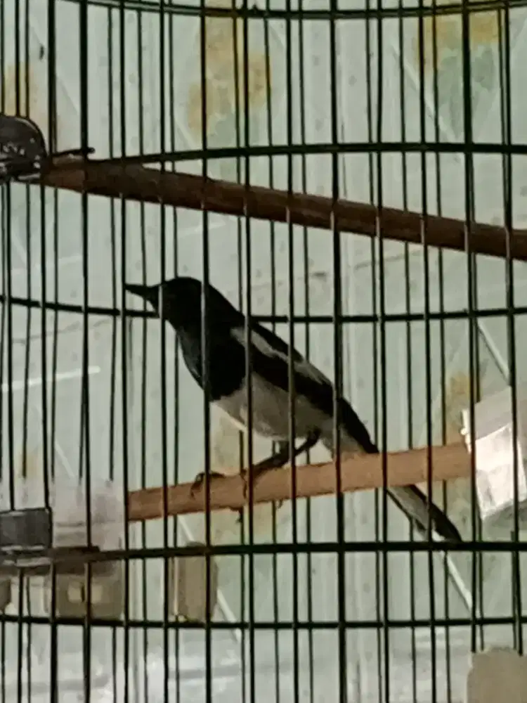 Di juaL kacer bahan rawatan