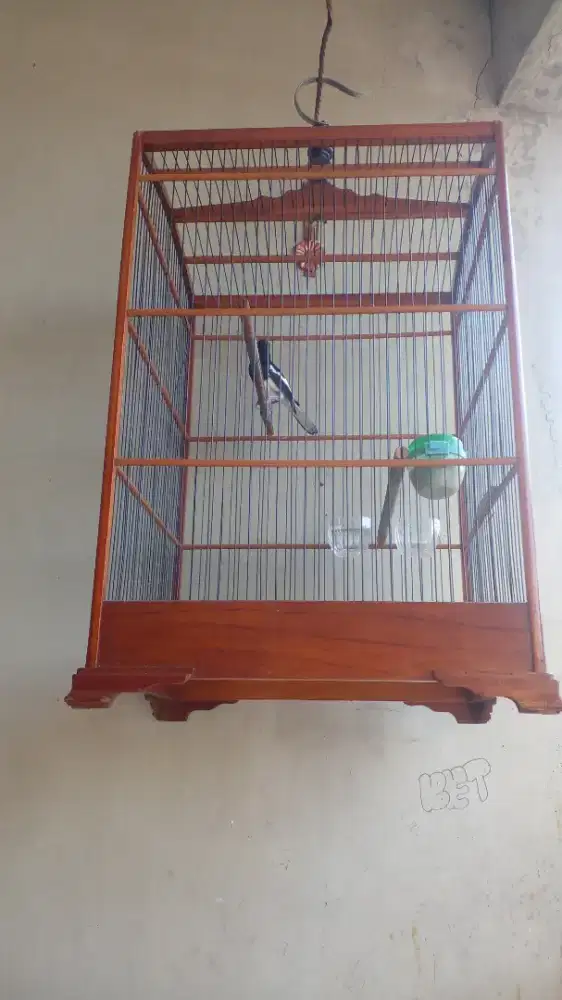 Jual burung kacer beres mabung siap di trek lagi