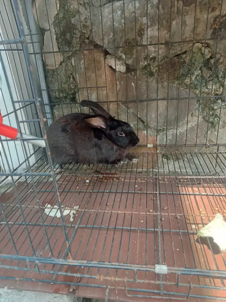 Kelinci jantan 6-7 bln