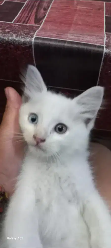 LEPAS ADOPSI Persia odd eyes