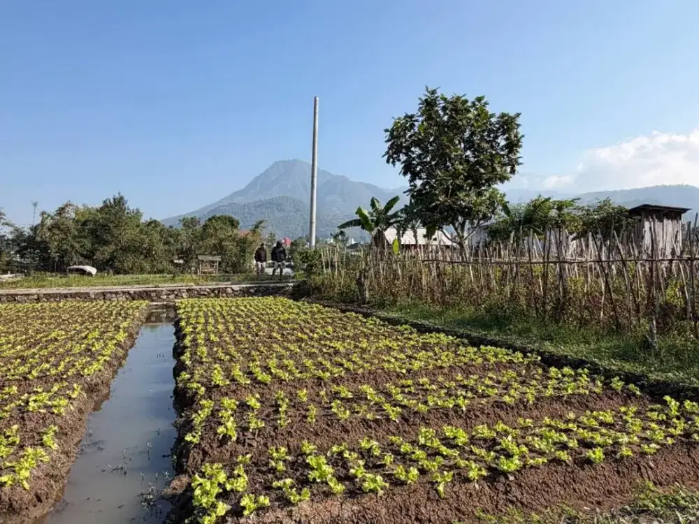 Bangun Villa Impian di Kota Batu dengan View Pegunungan & Kebun Sayur