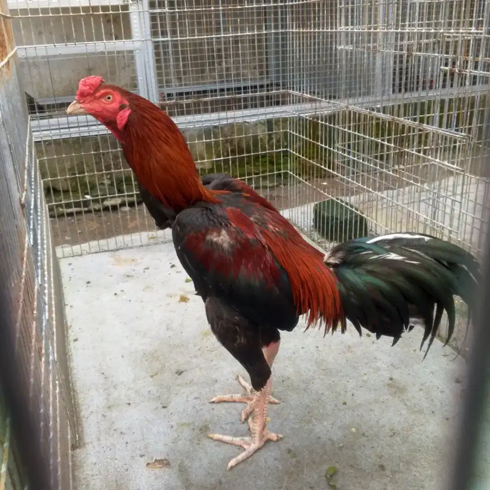 Ayam jago koy'trad