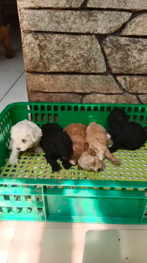 Puppy Toy Poodle