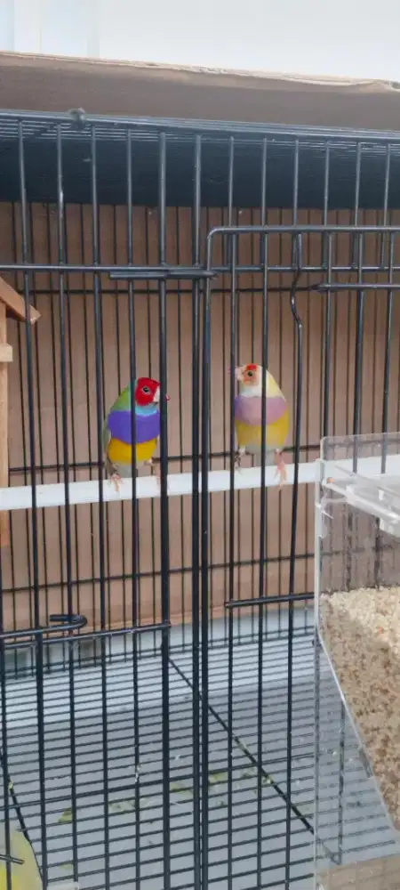 Burung gould amadin indukan siap ternk