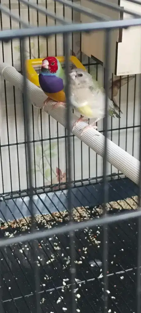 Burung gould amadin siapan sepasang