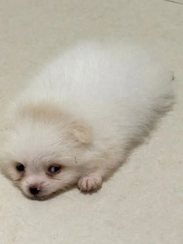 Anakan Minipom Jantan