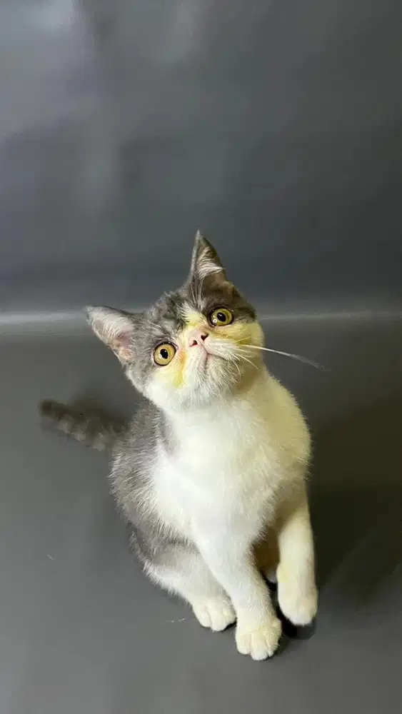 Kucing exo jantan
