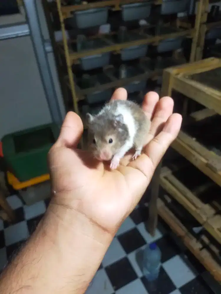 Hamster syrian roan ukuran remaja