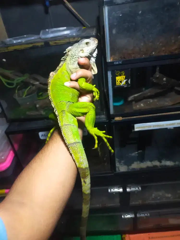 Iguana green ukuran besar