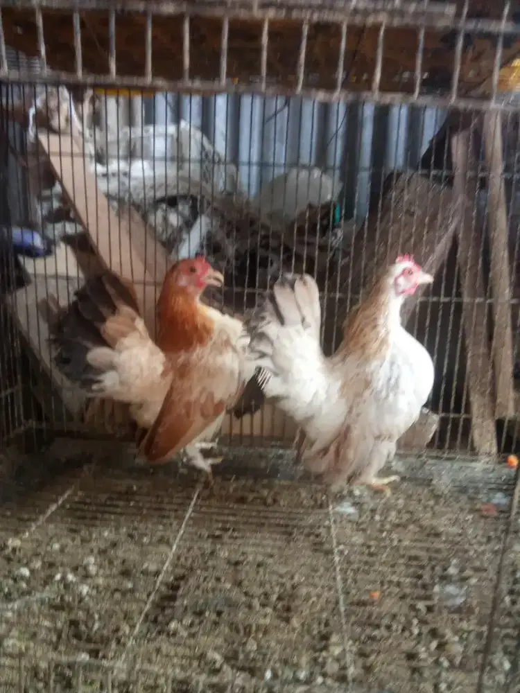 Ayam Serama induk betina 2 ekr