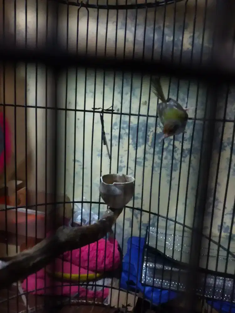 Burung prenjak bawah ngepur suara rajin