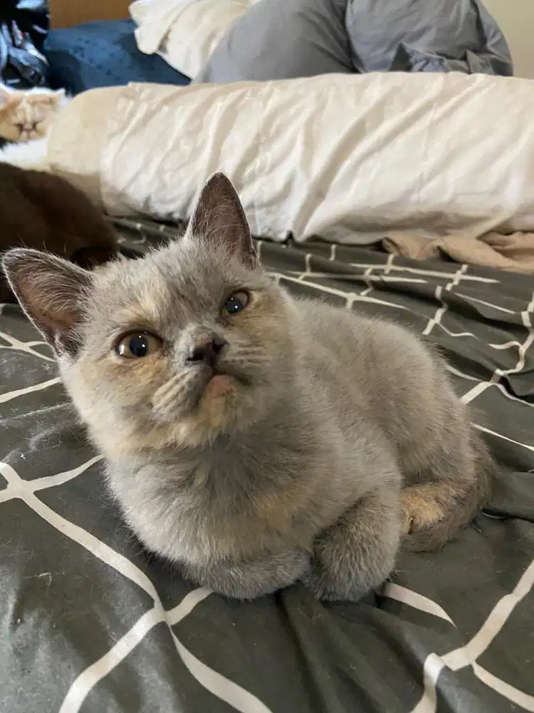 Kucing BSH Tortie