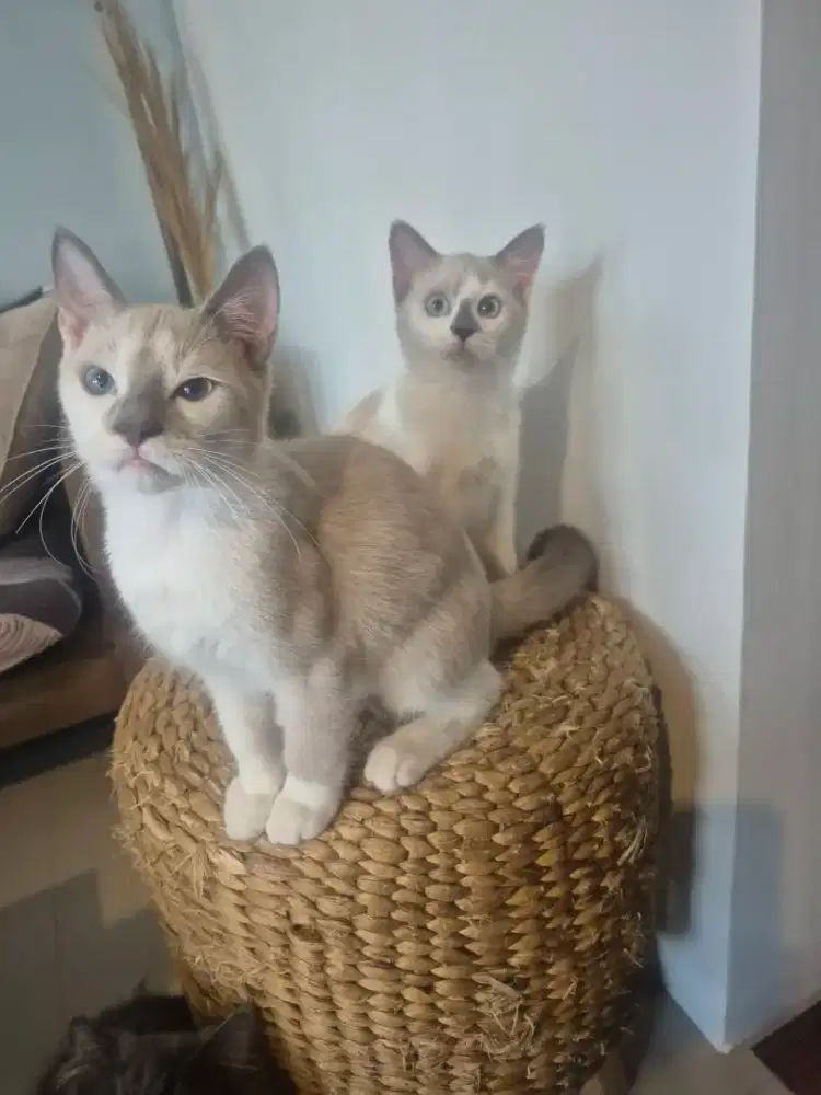 Open Adopsi kucing mux himalaya