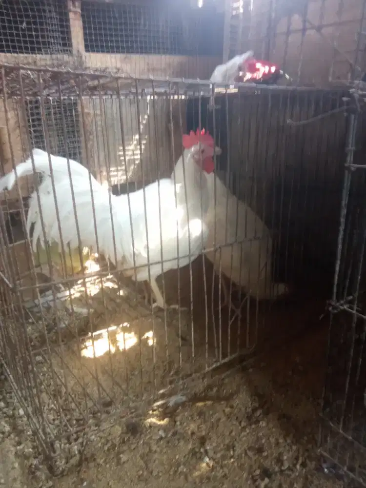 Ayam ketawa putih sepasng