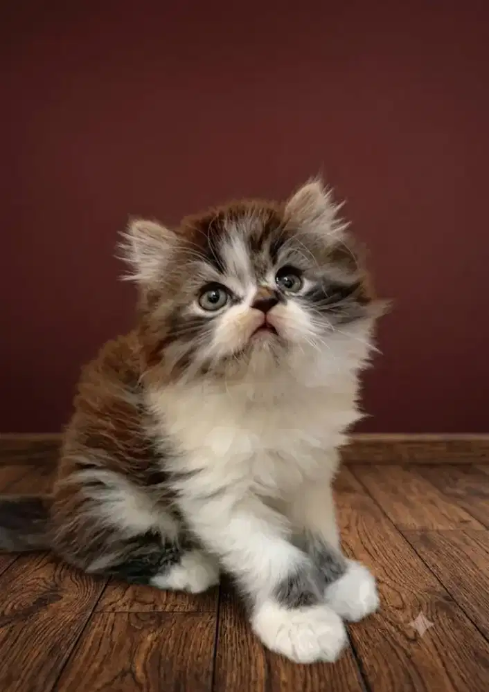 Kitten persia flatnose