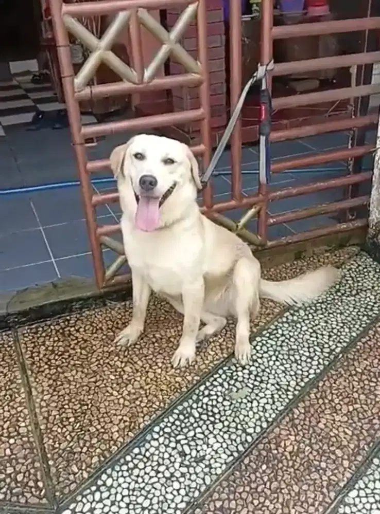 SEPASANG LABRADOR