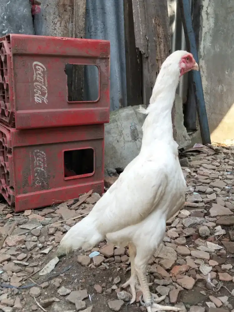 Ayam shamo eropa putih betina
