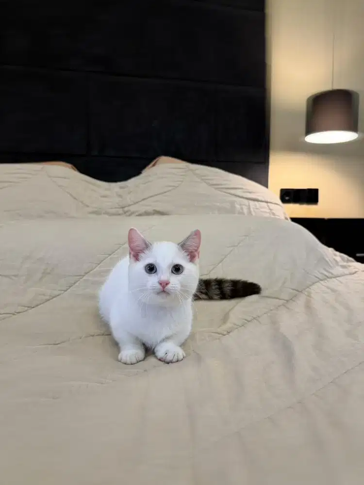 kucing munchkin