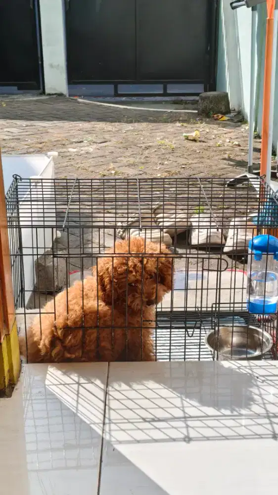 Toy poodle betina 4 bulan BONUS BANYAK (s&k)