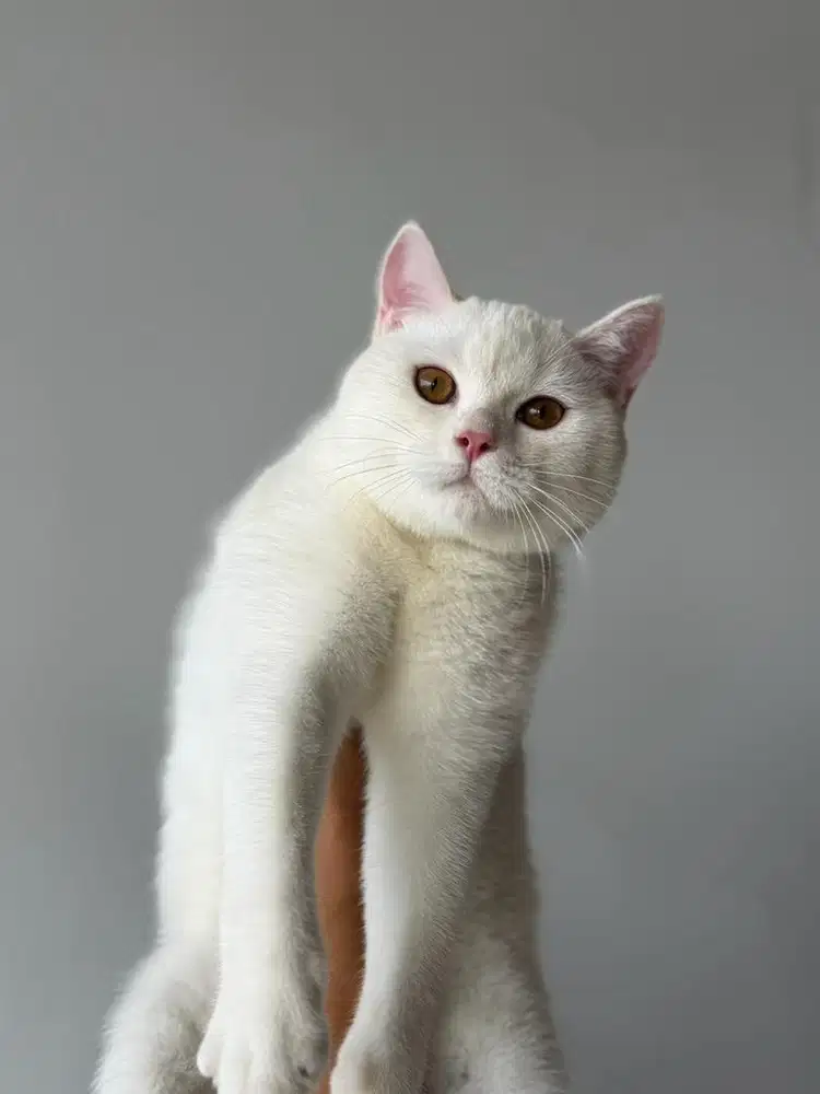 kucing bsh british shorthair