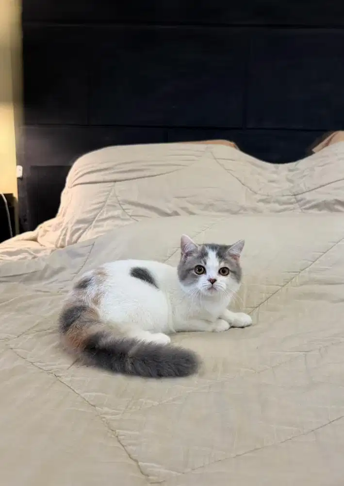 kucing bsh british shorthair