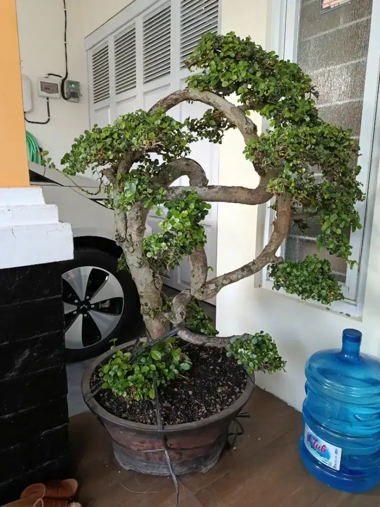 Jual tanaman bonsai