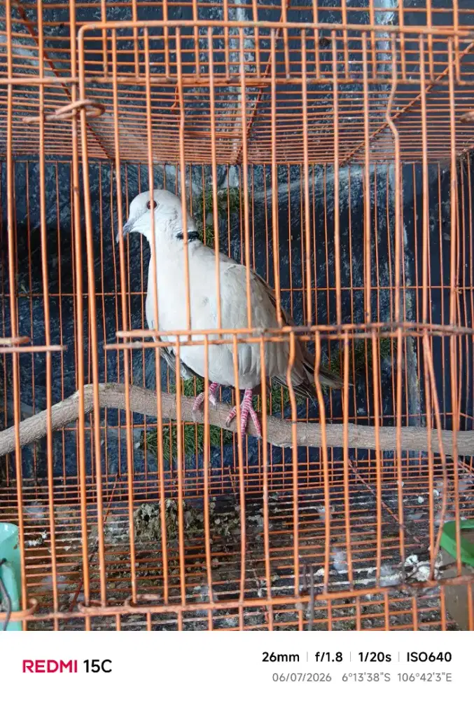 Jual burung puter pelung