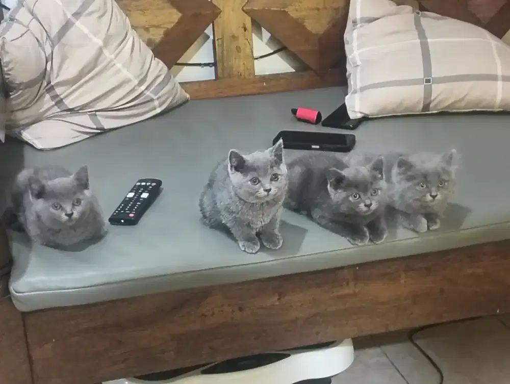 Kucing BSH nonped