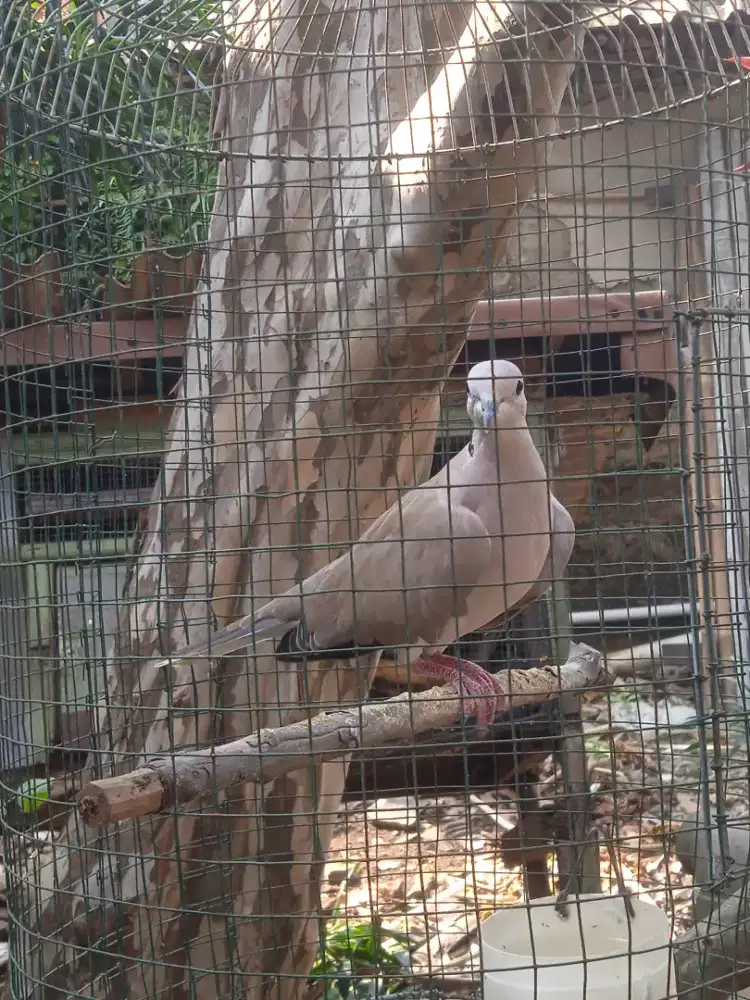 Jual burung puter