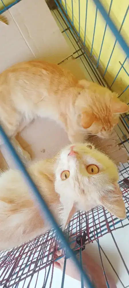butuh penyayang kucing