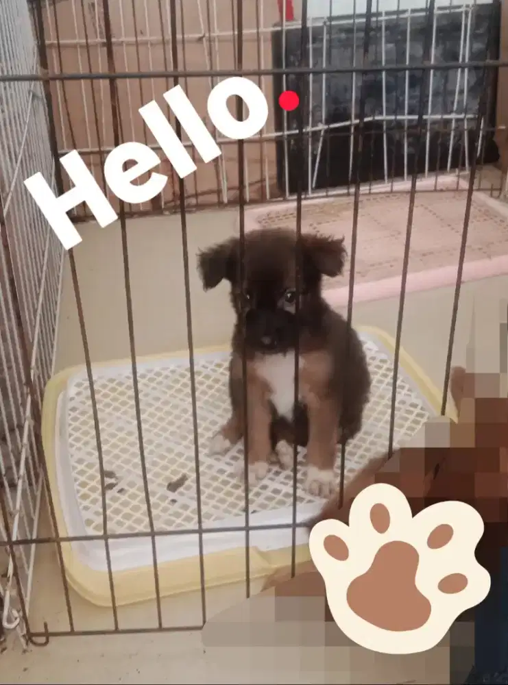 Anak Anjing Golden Mix Nett