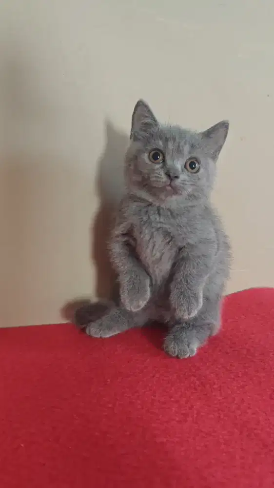Kucing BSH  british munchkin
