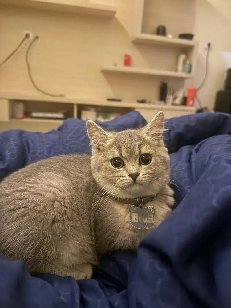 BSH BLUE GOLDEN NEGO