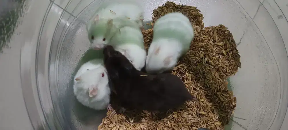 Hamster jenis syrian