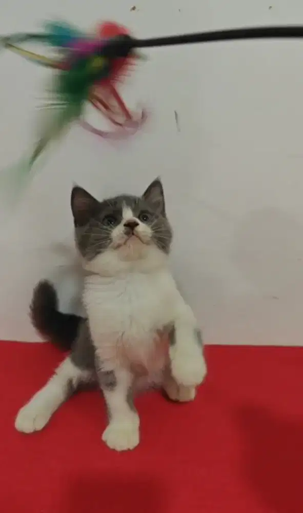 Kucing BSH british shorthair