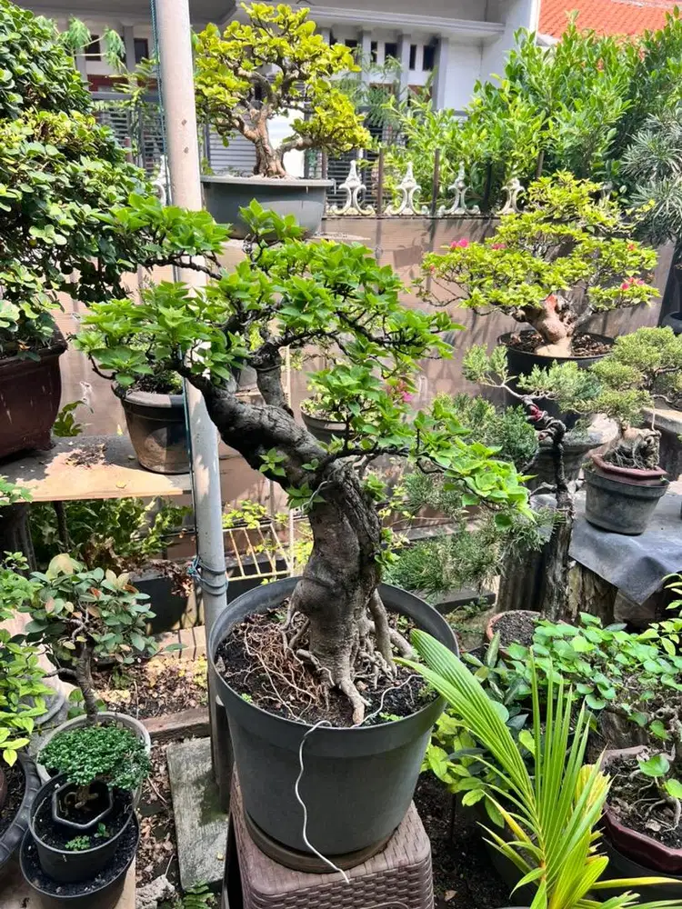 bonsai bogenvile