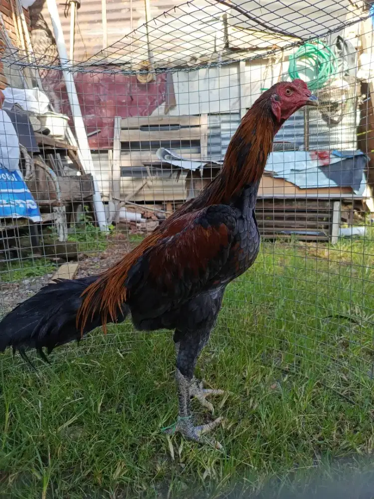 Ayam Mangon muda