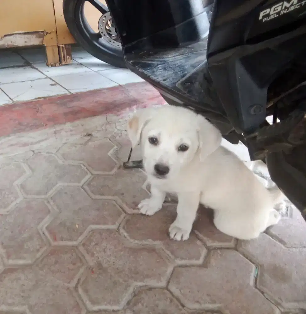 Sayang anak, Anakan Pomerian