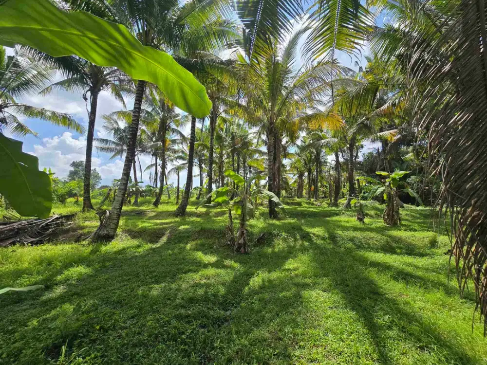 Dijual tanah datar cocok buat usaha dan villa di tabanan