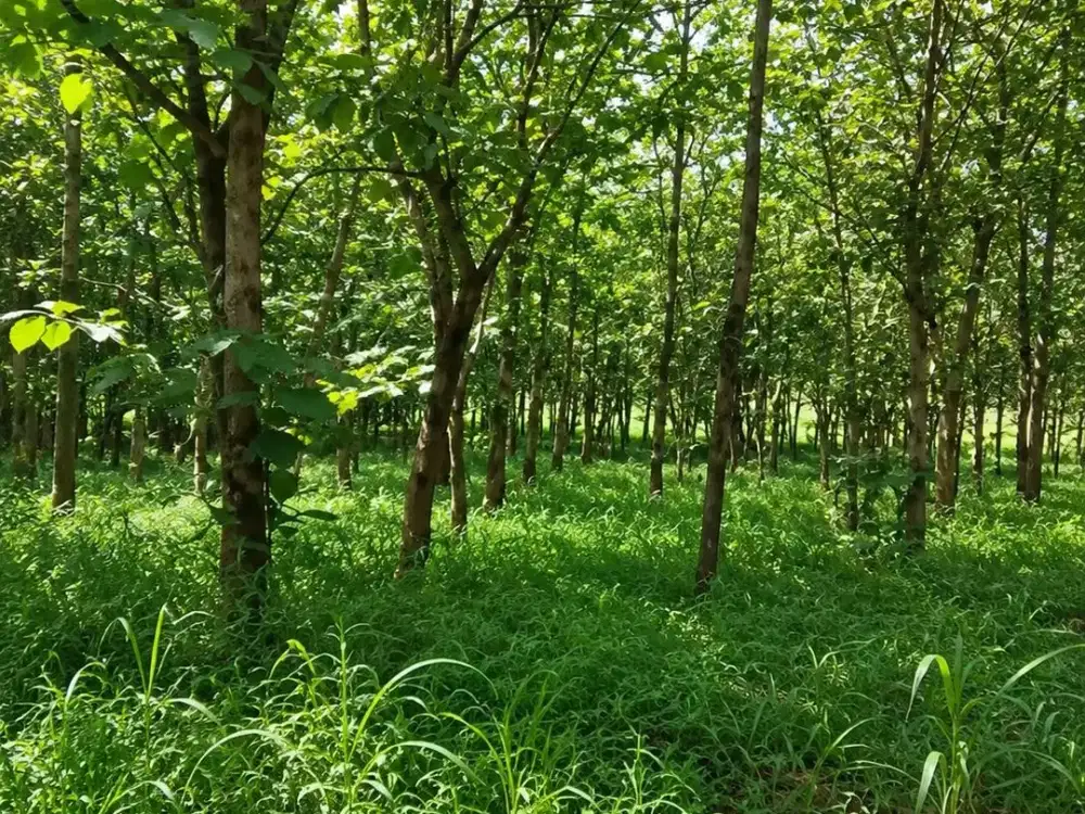 Lahan Industri Bantar Panjang Tigaraksa – 18.000 m² | Akses Kontainer 40 Feet
