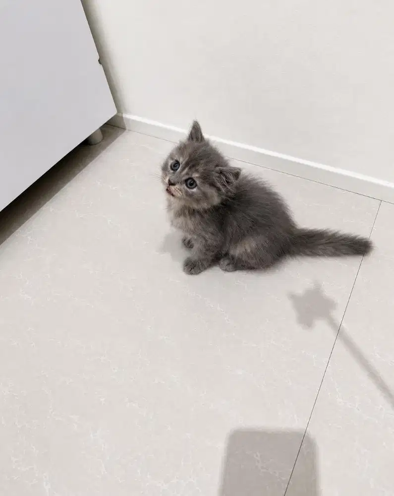 kitten ras bsh x himalaya betina