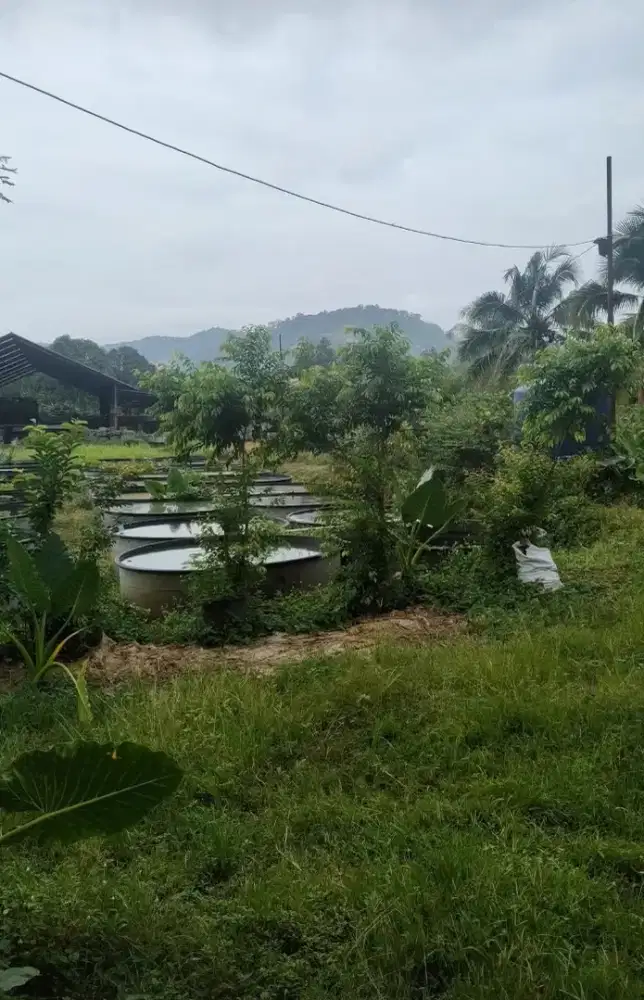 Pengawas perkebunan
