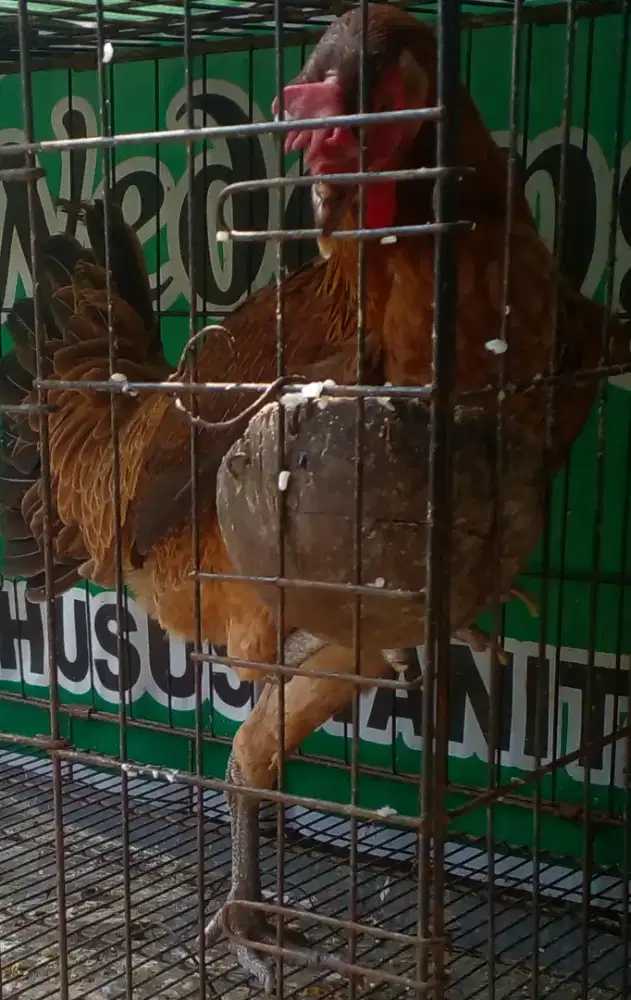 Ayam pelung babon cantik