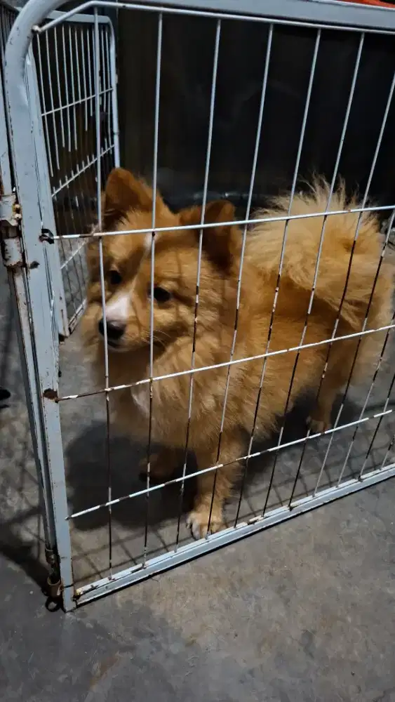 Open Adopsi Anjing Mix