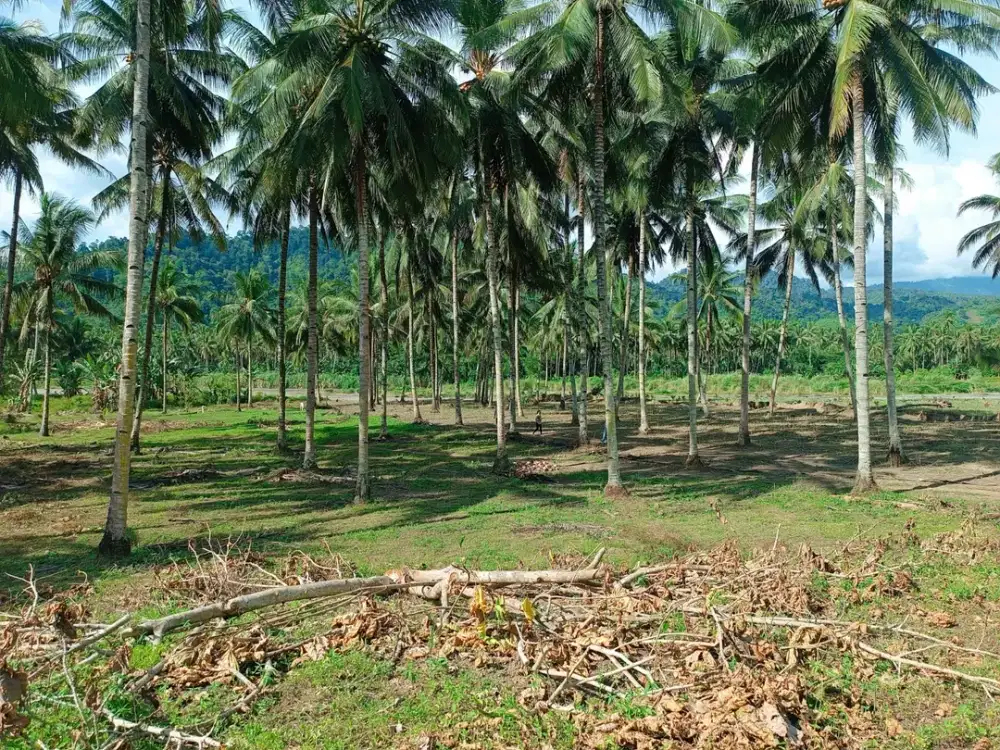 Dijual Tanah Seluas 11.490 m2 Cocok untuk Perkebunan di Lolak - Sulut!