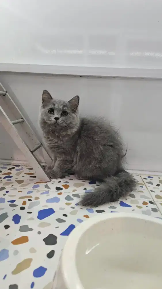 BRITISH LONGHAIR MALE SOLID BLUE