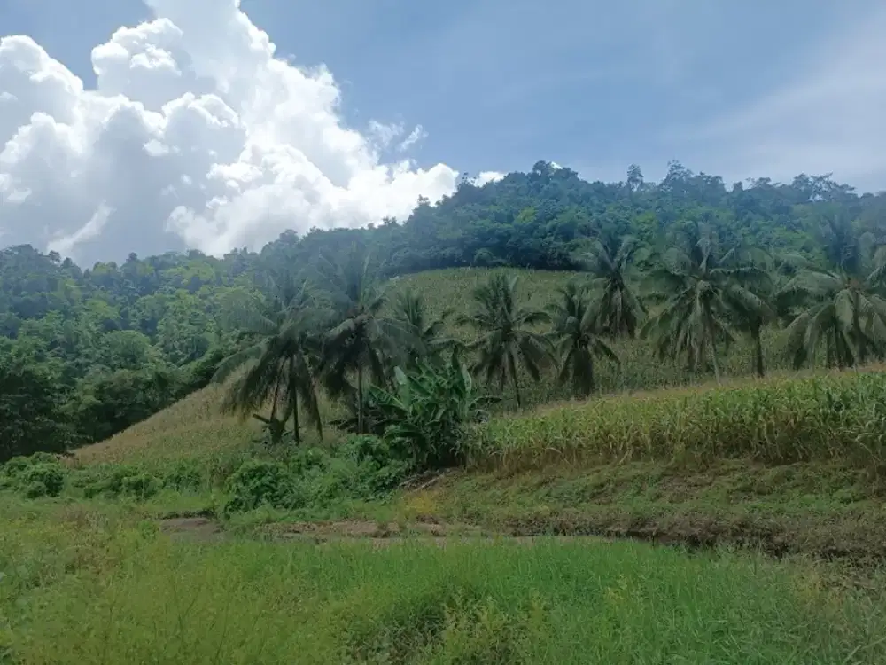 Dijual Tanah Seluas 2H Seharga Rp 660Jt di Lolak - Sulsel