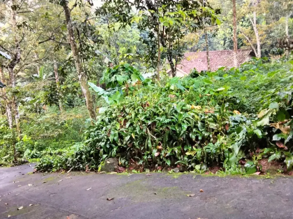 JUAL TANAH PEKARANGAN BONUS POHON DURIAN DAN ALPUKAT DI NGARGOYOSO KARANGANYAR DEKAT TAWANGMANGU